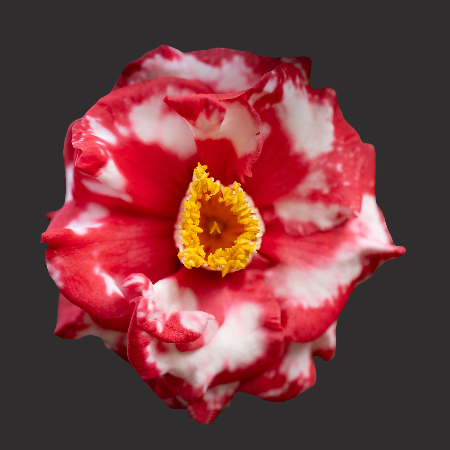 C.M. Wilson Camellia