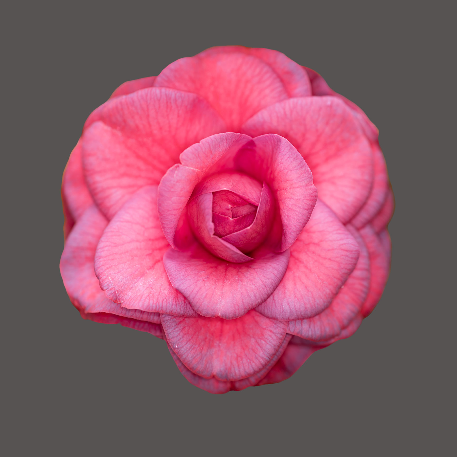Mathotiana Camellia