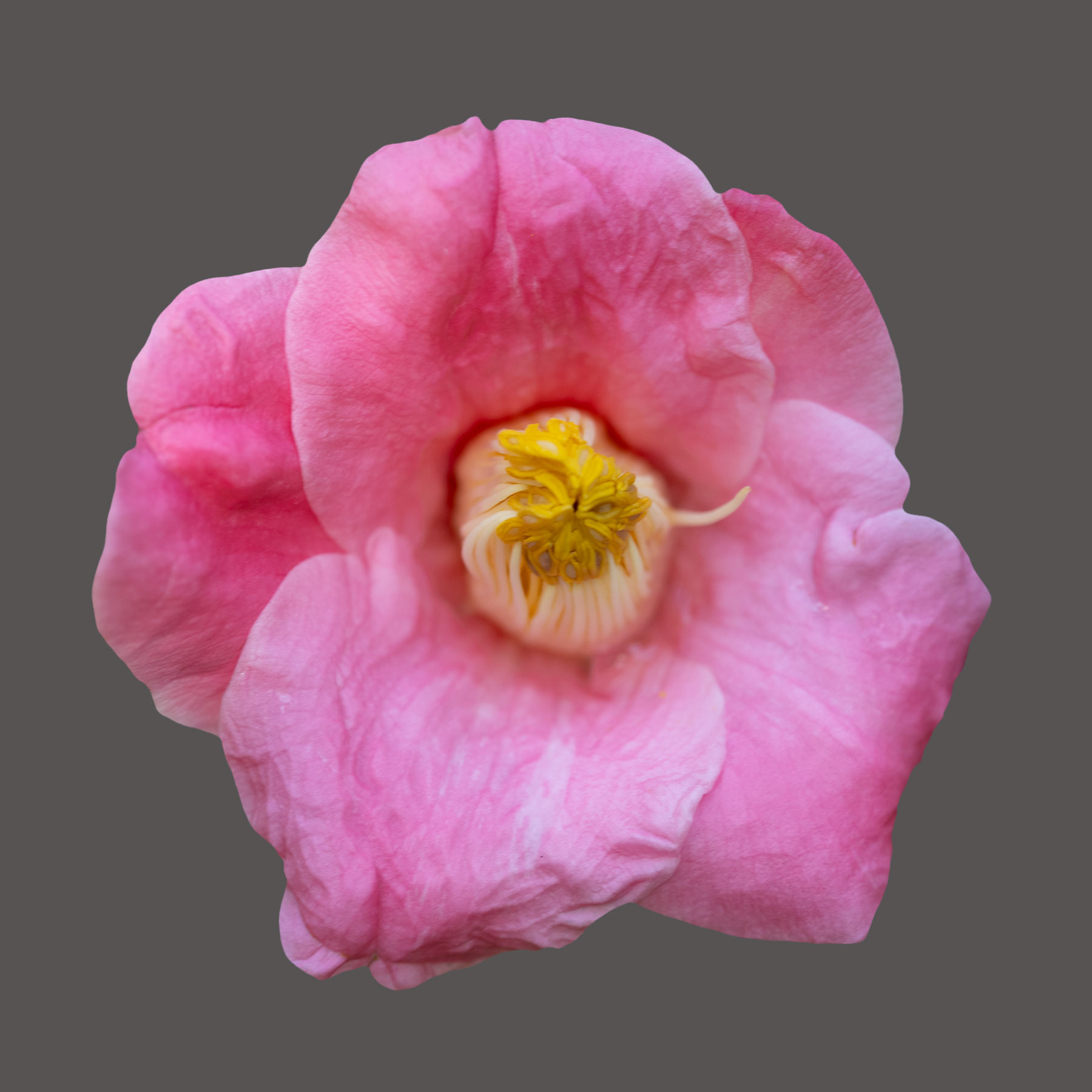 Daikagura Camellia
