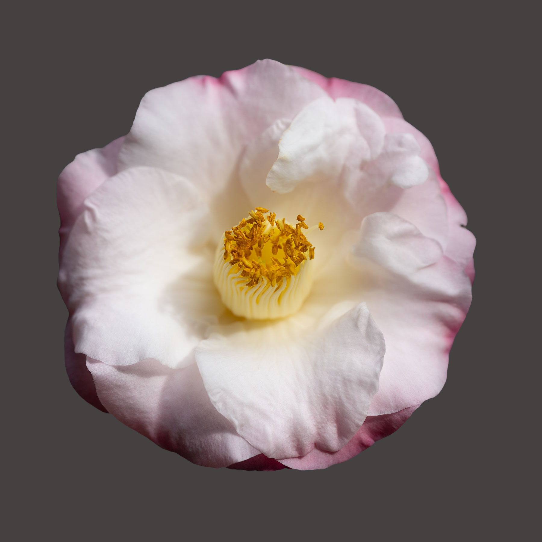 Dr. Tinsley Camellia