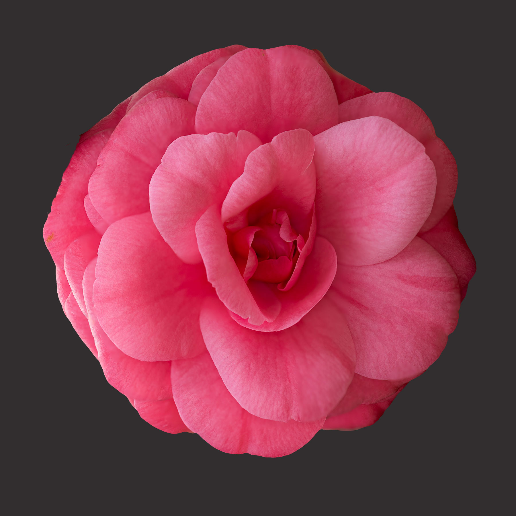 Elizabeth Arden Camellia