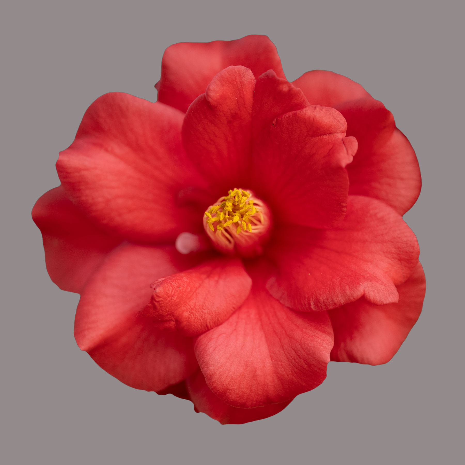 Fire Dance Camellia