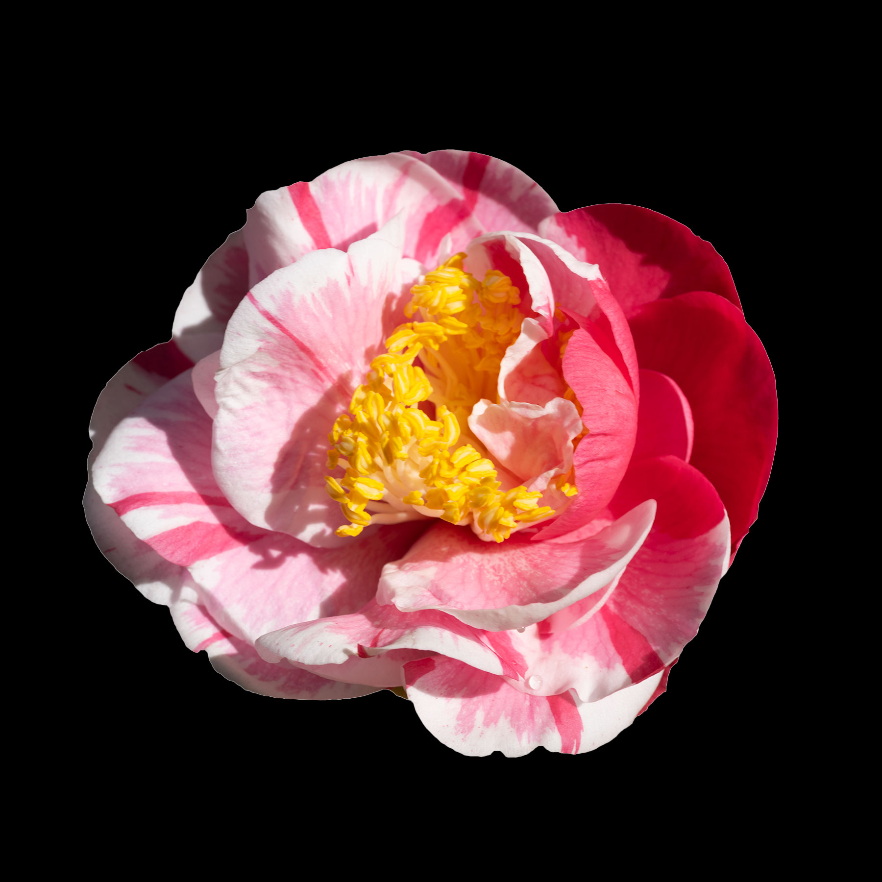 Herme Camellia