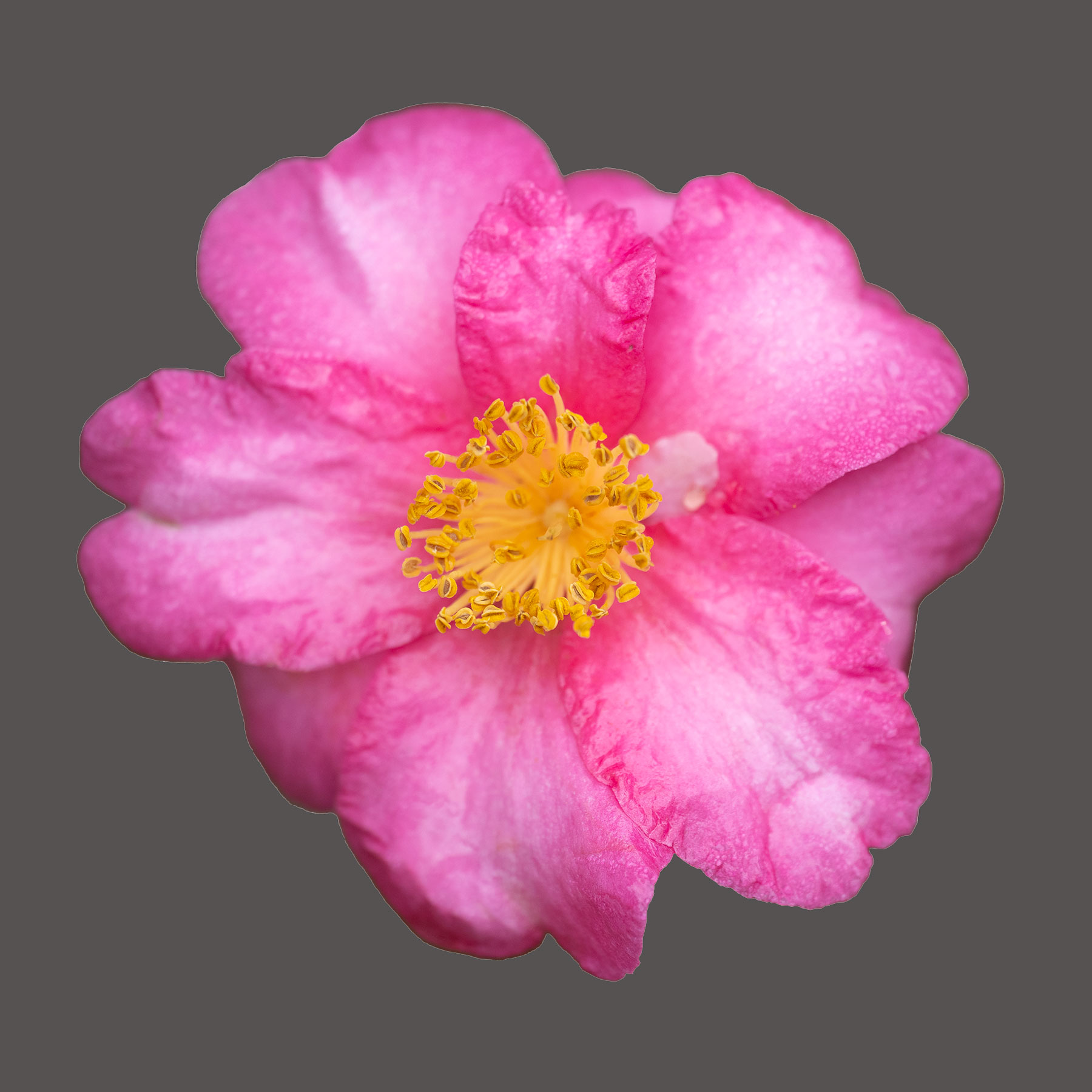 Hiemalis Kanjiro Camellia