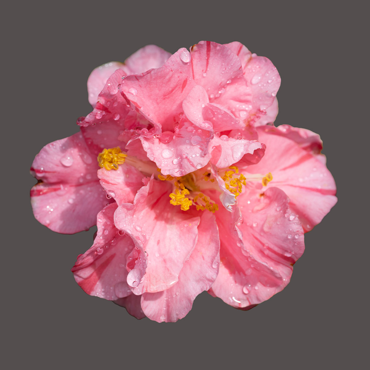 Lady Laura Camellia