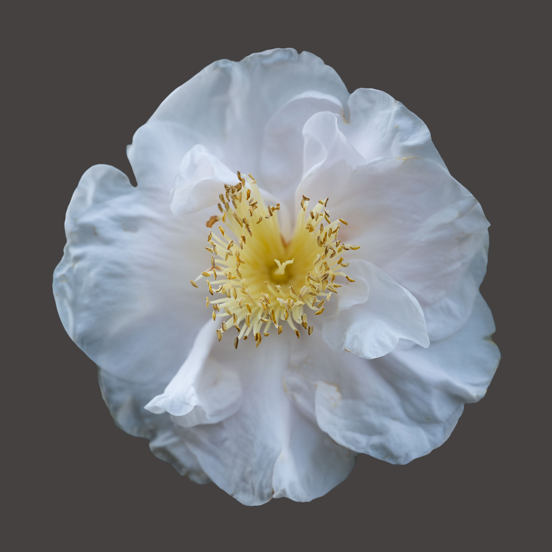 Mrs. D.W. Davis Camellia