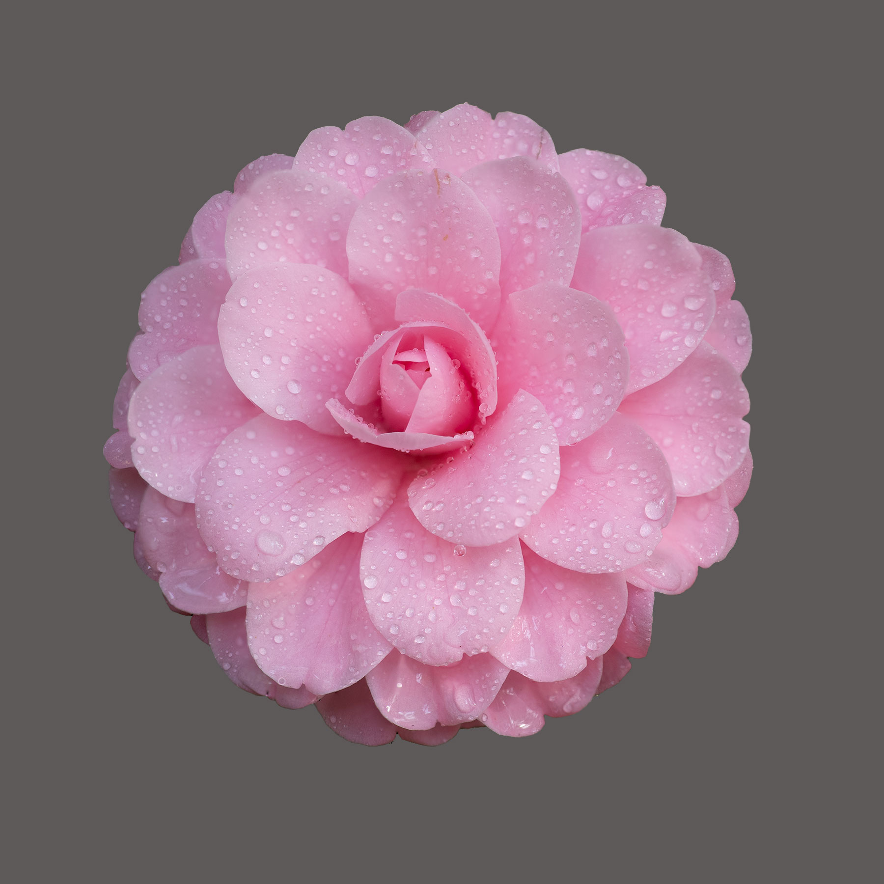 Nancy Lynn Camellia