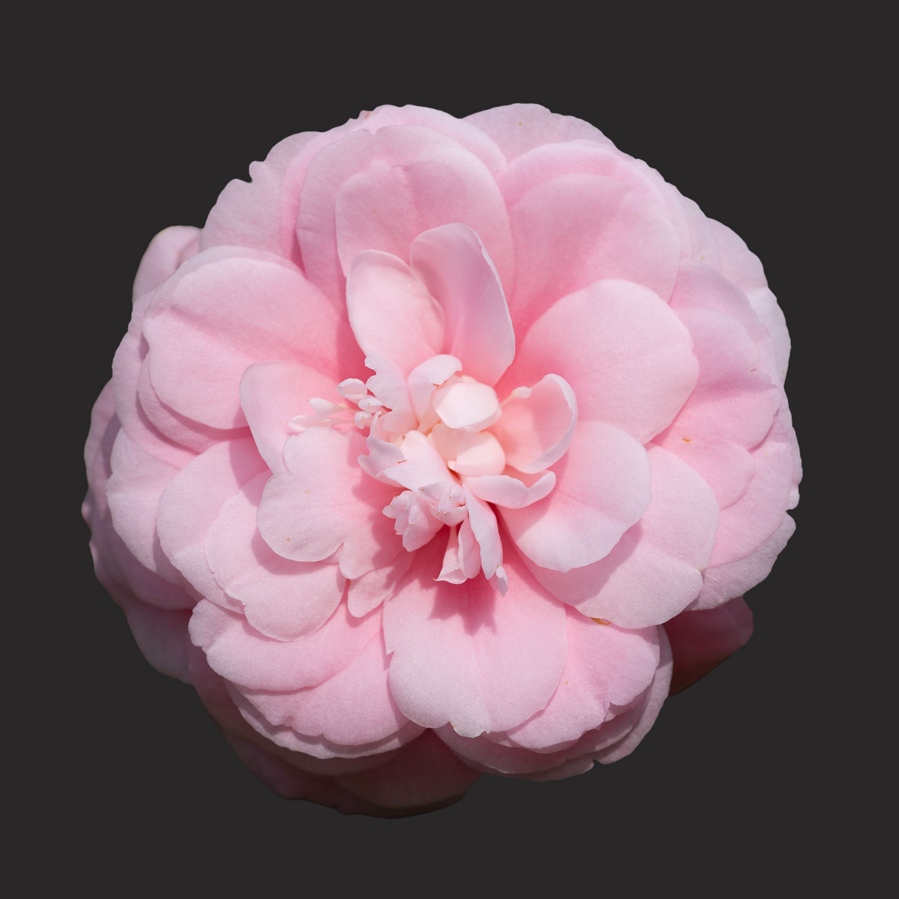 PK Debutant Camellia