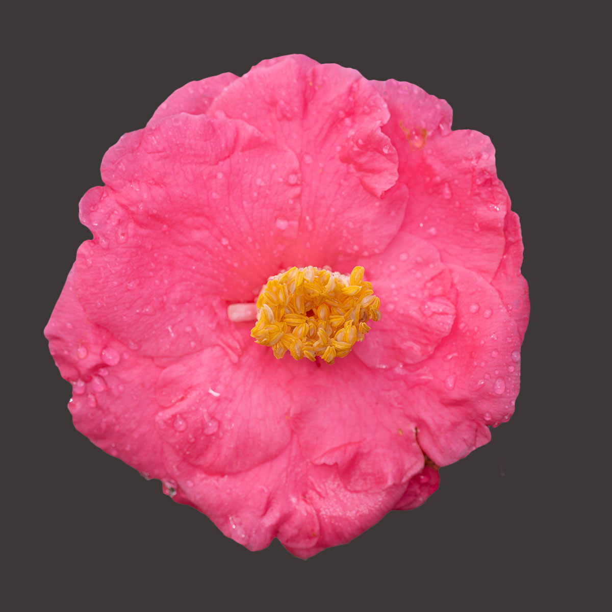 Camellia