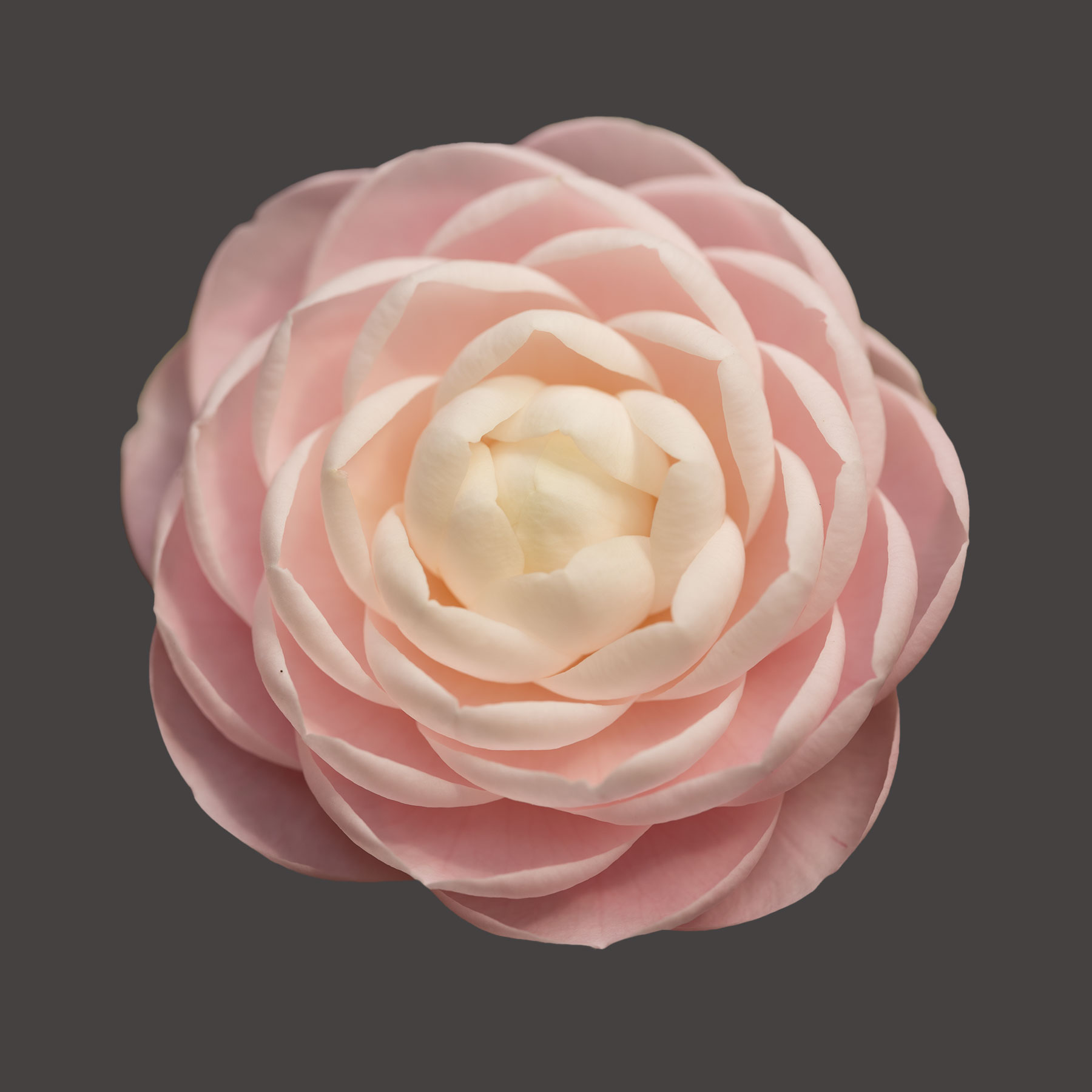 Pink Perfection Camellia