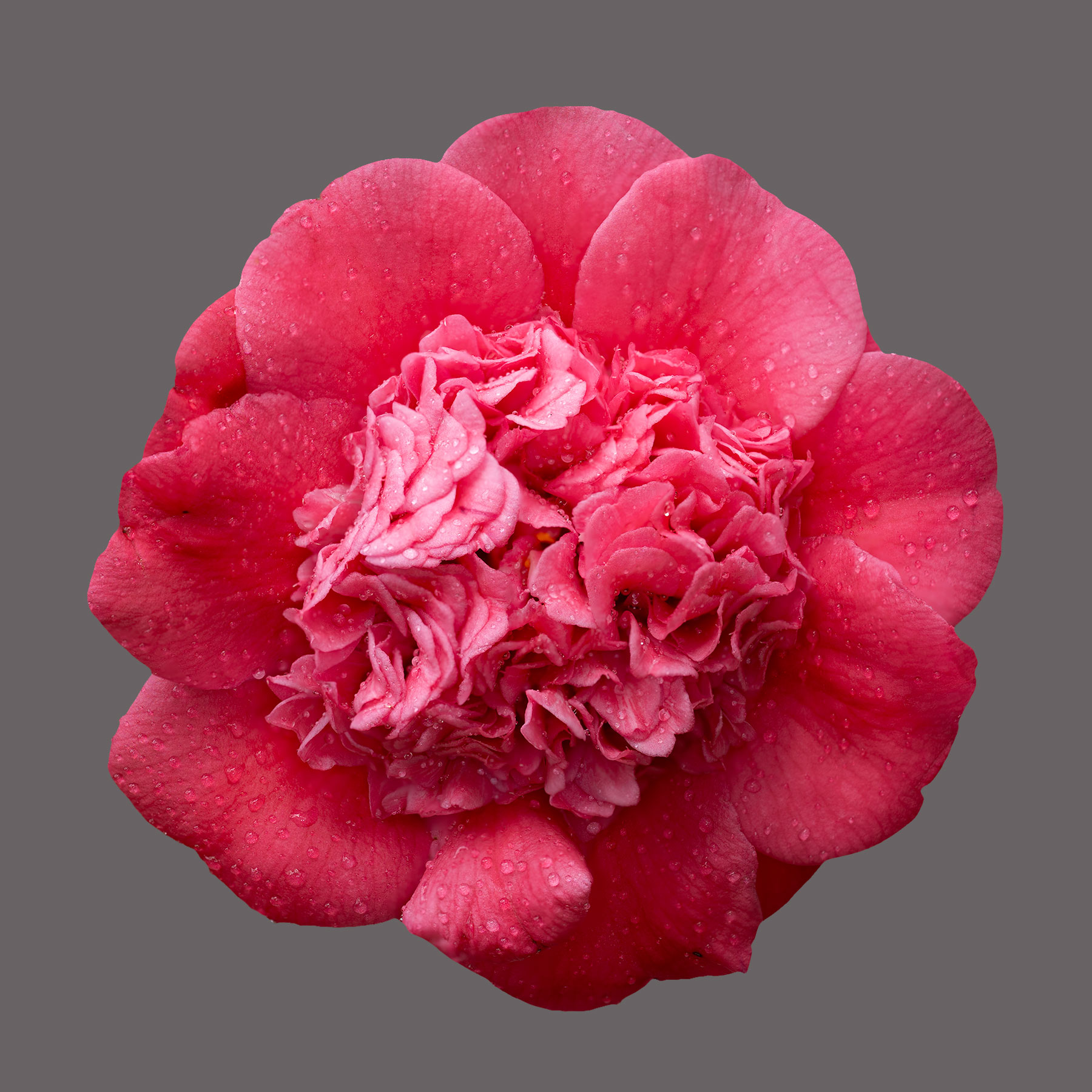 Prof Sargeant Camellia