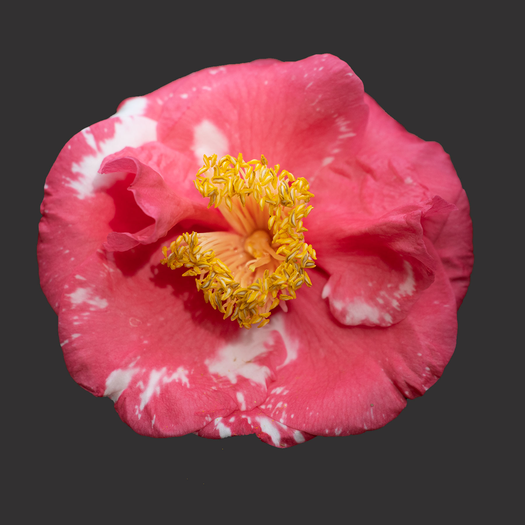 RL Wheeler Camellia