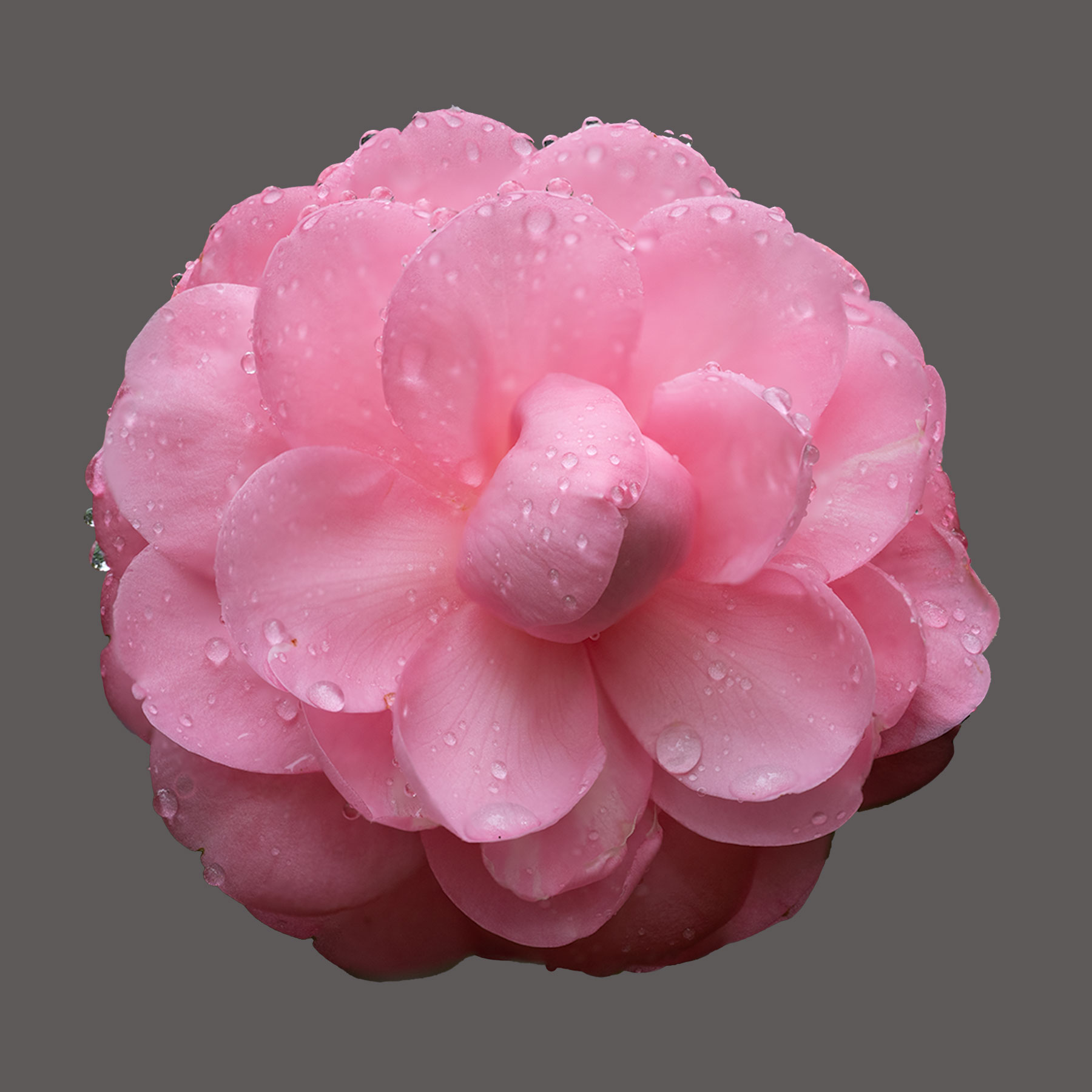 Sarah Frost Camellia