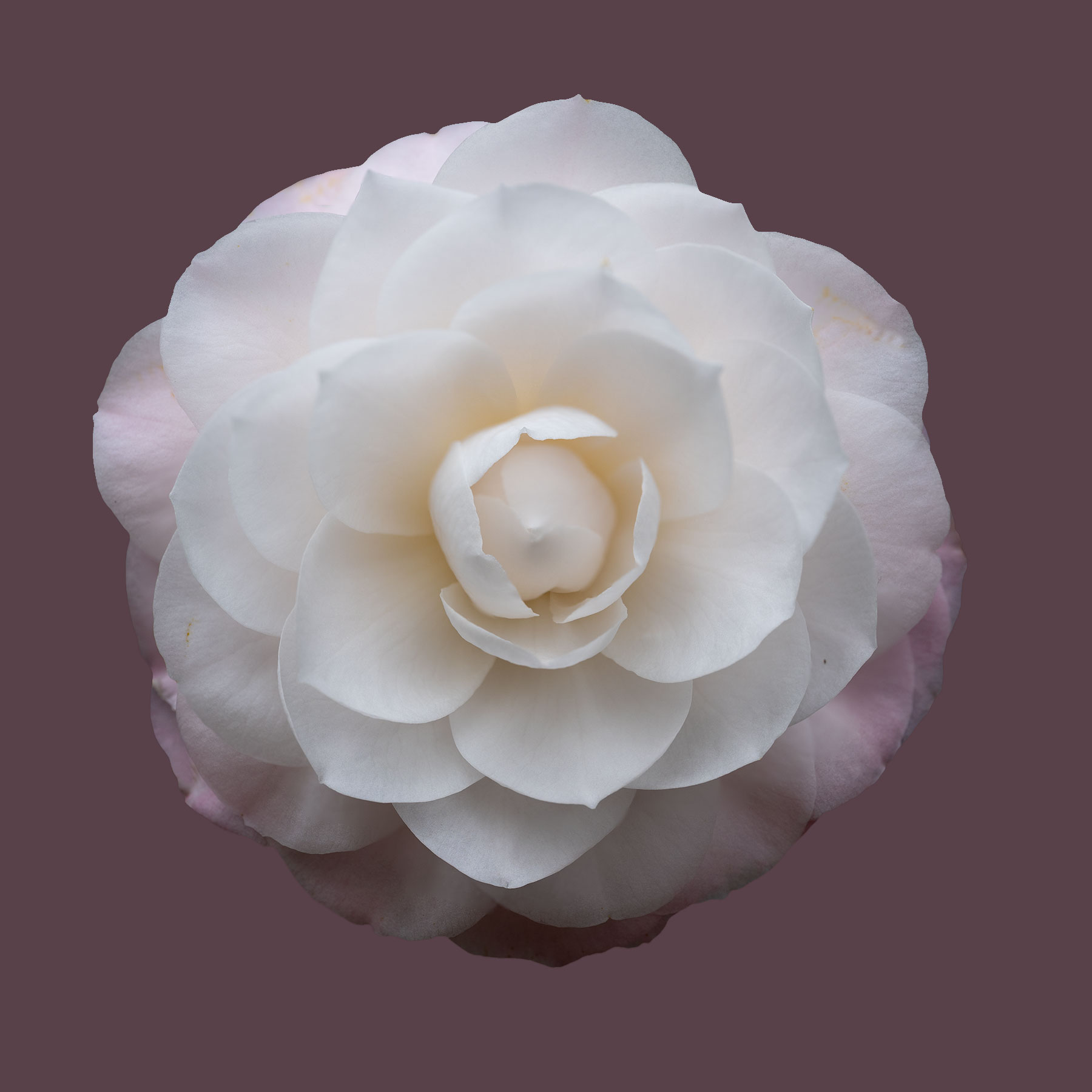 Sawada's Dream Camellia