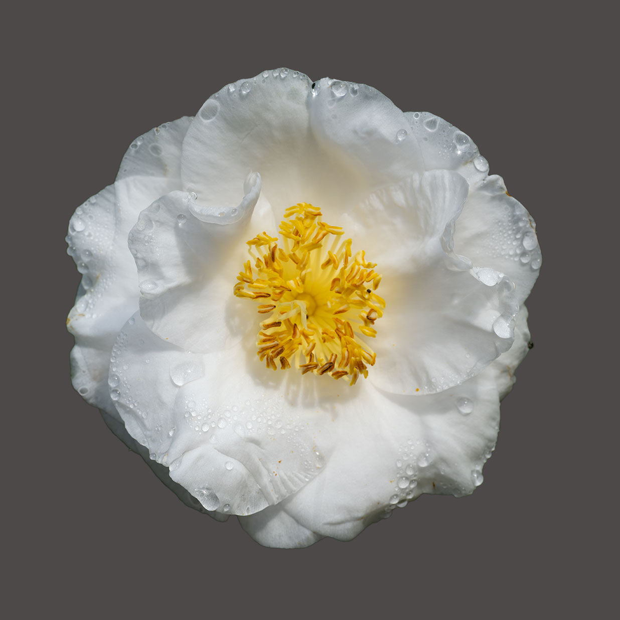 Camellia