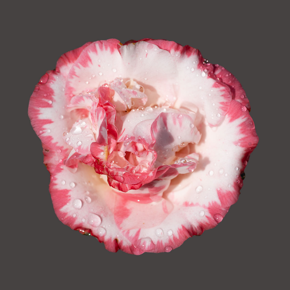 Margaret Davis Camellia