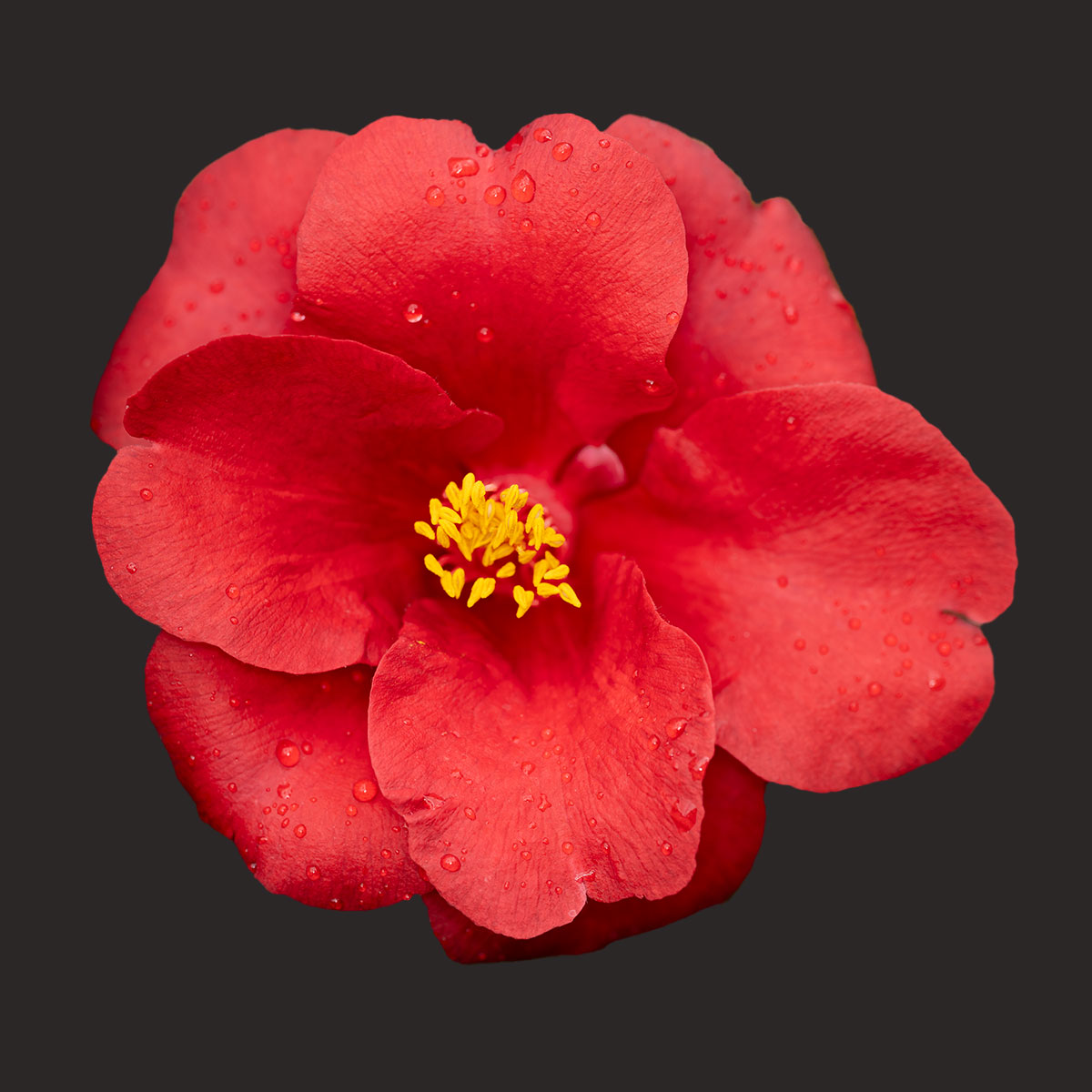 Royal Velvet Camellia