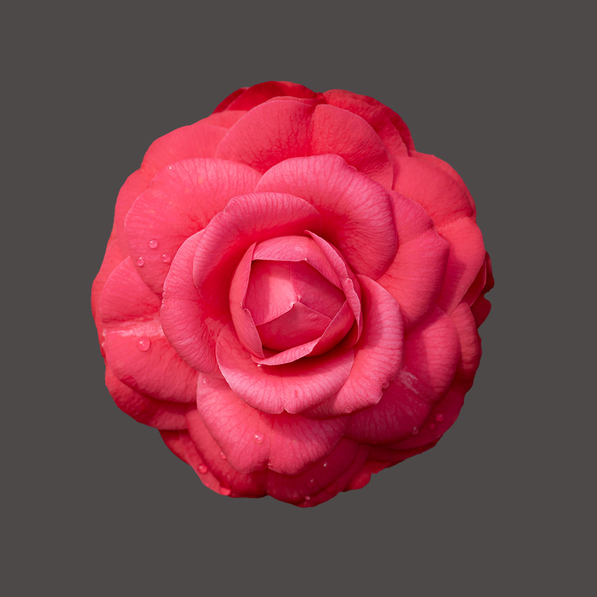 Camellia