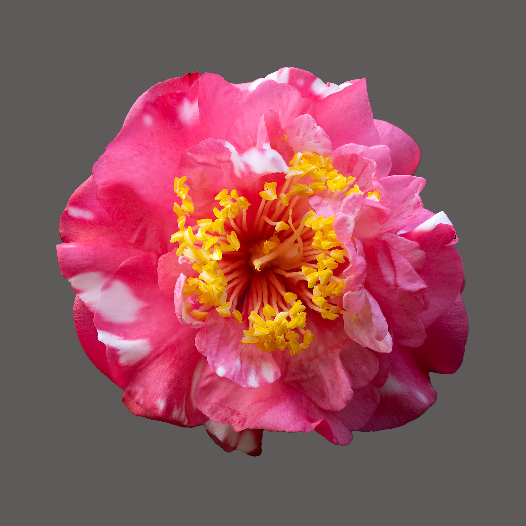 Elegans Chandler Camellia